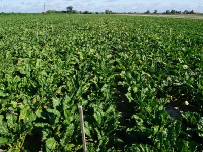 Dolistne dokarmianie sodem