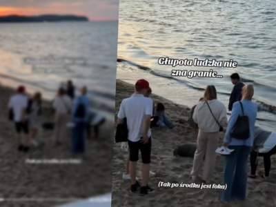 Skandaliczne zachowanie turystów w Sopocie. Osaczyli fokę na plaży. 