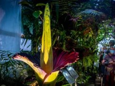 Sensacja botaniczna. Dziwidło zakwitnie po raz pierwszy od czterech lat