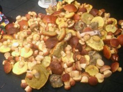 Sezon grzybowy rozpoczęty