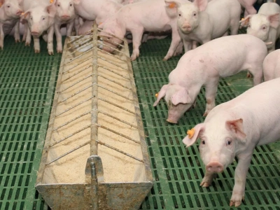 Stabilna mikrobiota i zdrowe jelita to przepis na lepsze trawienie u świń