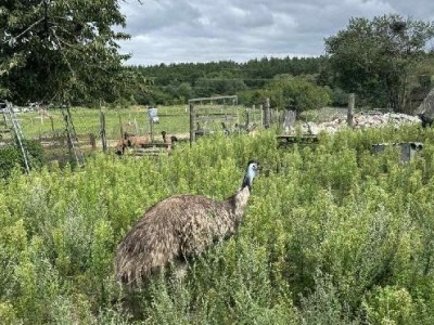 Ptak Emu wrócił do domu