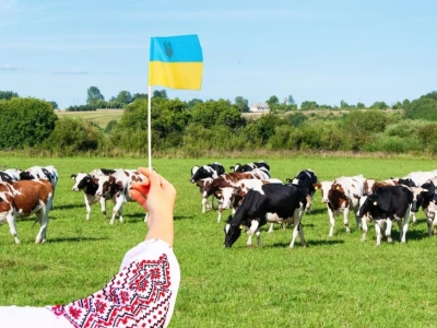 Ukraińskie produkty mleczne znikną z rynku UE? Limity się już kończą