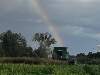 Kradzione żniwa na północy Polski