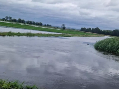 Rolnicy znów bez odszkodowań? „Zboże jest, może coś się zbierze” - skandal na Żuławach i Powiślu