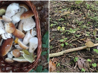 Wybierasz się na grzybobranie? Pamiętaj o tych zasadach