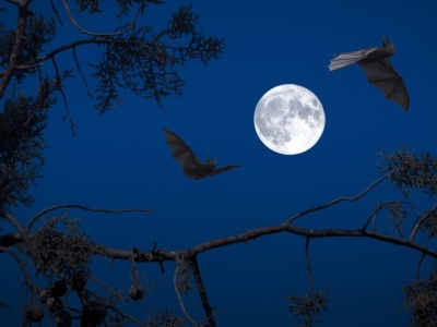Zmrok otwiera bramę do innego świata. Weź udział w nocnym wydarzeniu