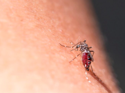 Zakażenie wirusem chikungunya, ciche globalne zagrożenie, o którym nie słyszałeś