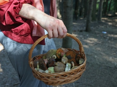 Gdzie na grzyby w długi weekend? W tych lasach doszło do wysypu