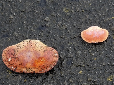 Zdjęcie dnia. „Serduszka dwa”