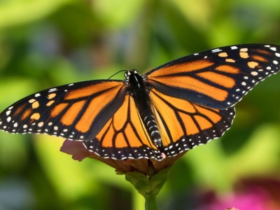 Motyle zgłupiały, zepsuł się im ich GPS. 