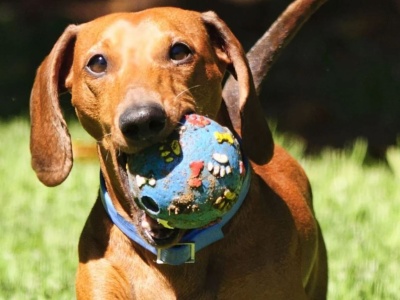 W Krakowie odbędzie się jamniczy piknik