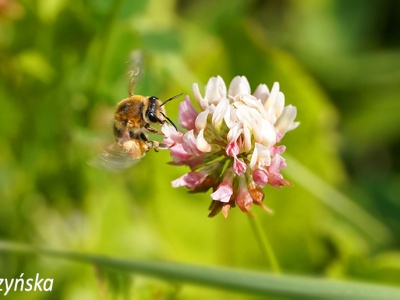 Koniczyna białoróżowa – Trifolium hybridum