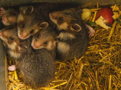 Nowi mieszkańcy ZOO Wrocław. To gatunek krytycznie zagrożony wyginięciem.
