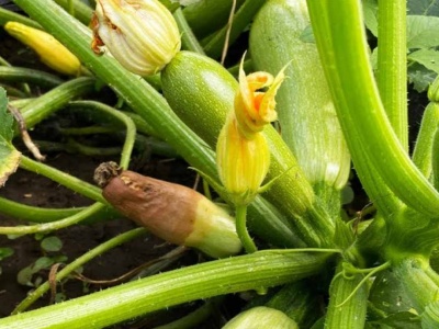 Kup w aptece i zrób oprysk. Cukinia przestanie gnić na krzaku