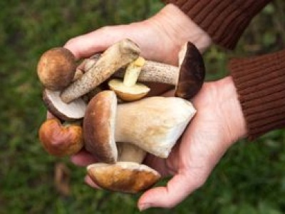 Jak przechowywać grzyby, aby zachowały pełnię smaku? To najlepsze sposoby