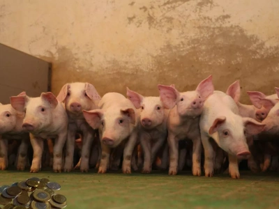 Jakie są ceny prosiąt w połowie sierpnia 2025? [SONDA]