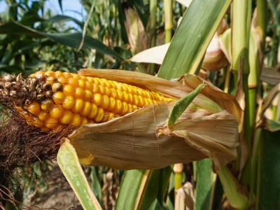 IGC: wzrost sierpniowej prognozy światowej produkcji zbóż ogółem
