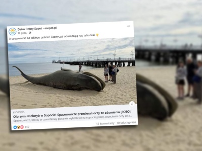 Znaleźli wieloryba w Sopocie. Gigant okazał się 