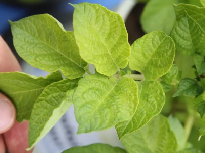 Nawozy siarkowe – jakie są rodzaje i po co siarka roślinie?