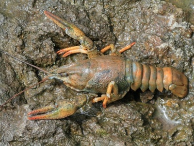 Wielki powrót do polskich rzek. Ten skorupiak prawie wyginął