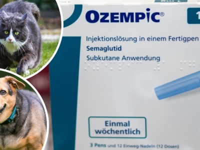 Szykuje się wielki hit! Chcą wypuścić Ozempic dla psów i kotów. Odważysz się go dać swojemu pupilowi?