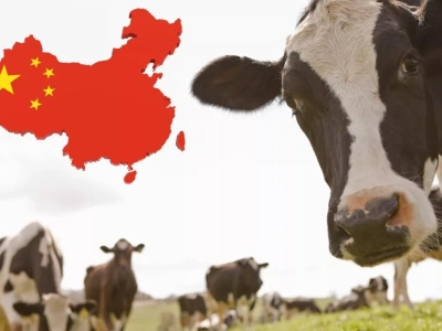 Chiny przedłużają kontrole produktów mlecznych w UE do lutego 2026 r. Co to oznacza?