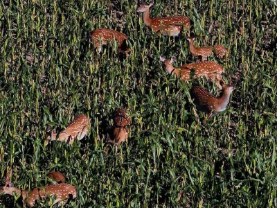 Stado inwazyjnych jeleni pojawiło się na Opolszczyźnie. Mogły uciec z prywatnej hodowli