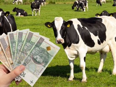 Podlasie z największym spadkiem cen mleka. Gdzie mleczarnie płacą najlepiej?