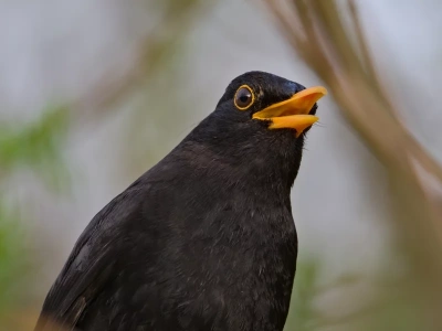 Pieśń, która zanika. Tak miasta odbierają ptakom głos