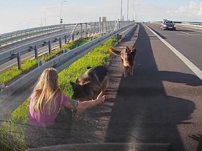 Policjantka uratowała dwa psy błąkające się po drodze ekspresowej