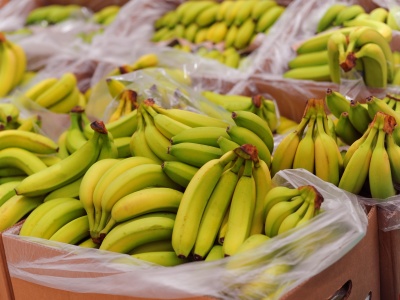 Epoka tanich bananów dobiega końca. Zmiany klimatu zmienią zasady na rynku