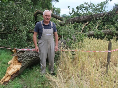 Drzewo zniszczyło pszenicę. Ale ważniejszy chrząszcz niż rolnik