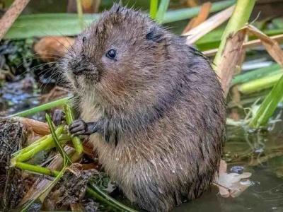 Amerykańska metoda na nornice w ogrodzie: łatwa i skuteczna