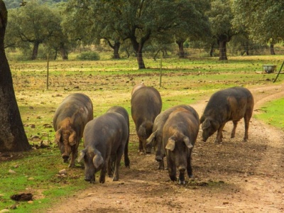 Władze wydały wojnę dzikim świniom pustoszącym Australię