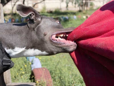 Kobieta pogryziona przez amstafa. Właściciel próbował uciec