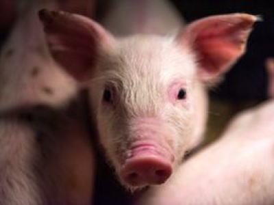 Płuco świni dla człowieka. Pierwszy taki przeszczep w Chinach