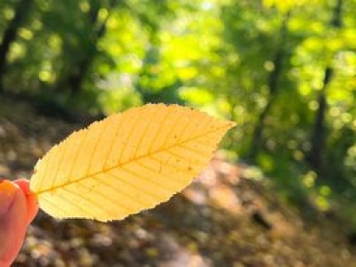 Żółte liście to wcale nie oznaka wcześniejszej jesieni. To susza