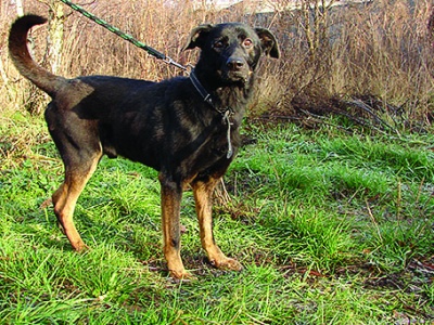 Świętowanie Dnia Psa