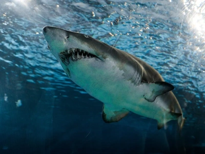 Bezzębne rekiny. Oto dramatyczne skutki zmian klimatu