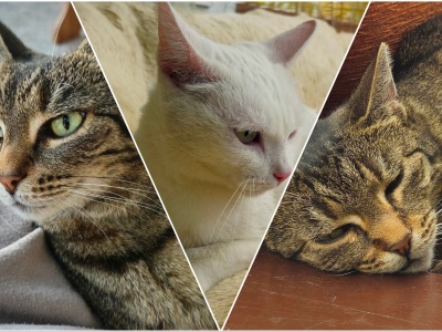 Po śmierci właścicielki kocurki szukają nowych domów