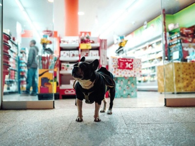 Nadchodzi era dog-friendly retailu. Coraz więcej Polaków chce robić zakupy z psem