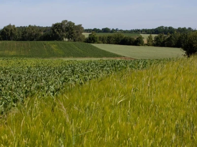 Integrowana ochrona roślin to oszczędność dla gospodarstwa? Korzyści jest wiele