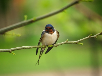 Ptaki wędrowne przylatują do Europy zbyt wcześnie. To efekt upalnego lata