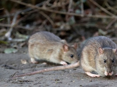 Chodzą po ulicach i dostają się do domów. Mieszkańcy miast mają problem