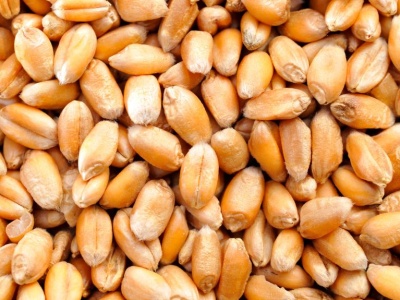 Wsparcie dla producentów zbóż — co proponuje MRiRW?