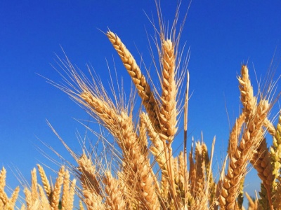 Zboże, które samo nawozi glebę – CRISPR zamienia pszenicę w fabrykę azotu