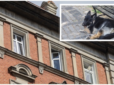 Rodzina rozpacza. Pies, który wypadł z okna, nie przeżył