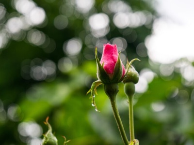 Pogoda na piątek | Wciąż gorąco, ale możliwy przelotny deszcz i burze