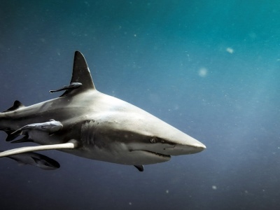 Niepokojące odkrycie naukowców. Zakwaszenie oceanów zagraża rekinom